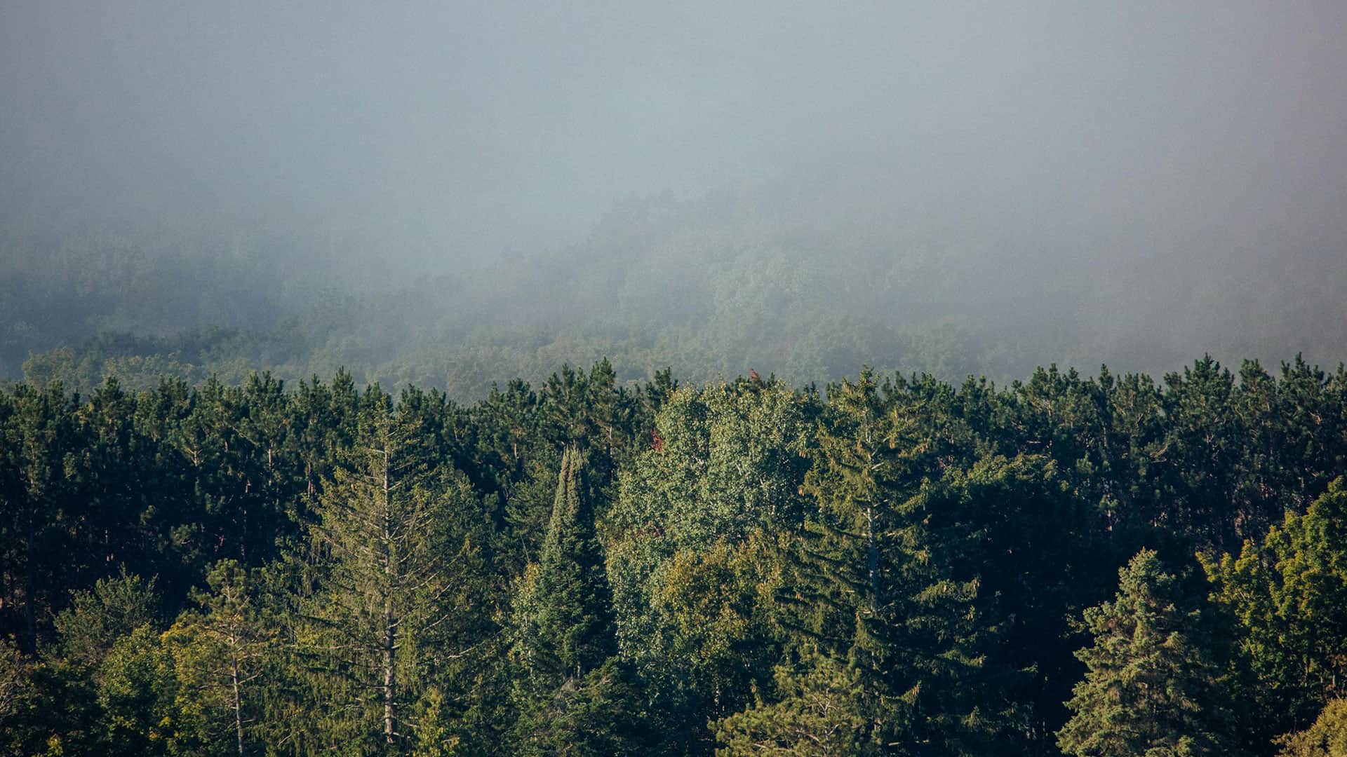 Forest Background Image