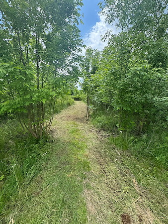 When Is the Best Time of Year for Forestry Mulching in Michigan?