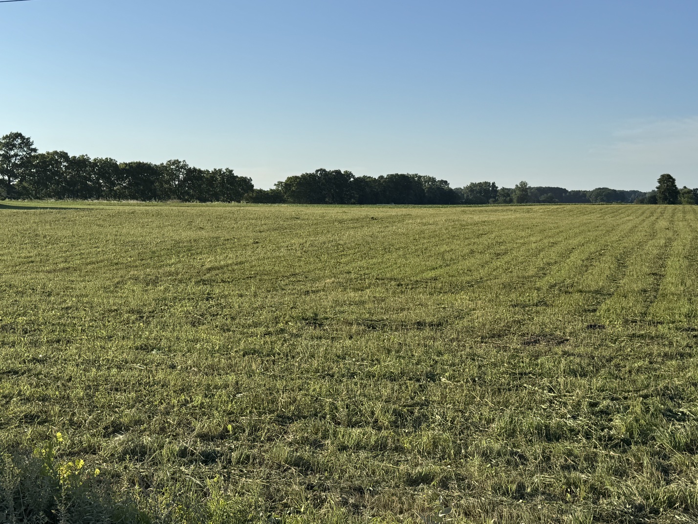 Overgrown Field Mowing in Dryden, MI